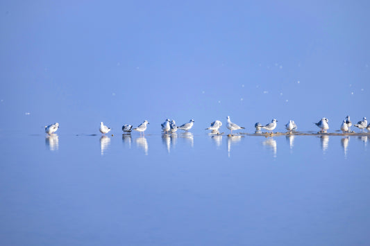 Morning Bird - Fine Art Print